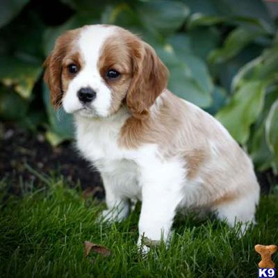 Cavalier King Charles Spaniel Puppies for Sale