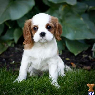 Cavalier King Charles Spaniel Puppies for Sale