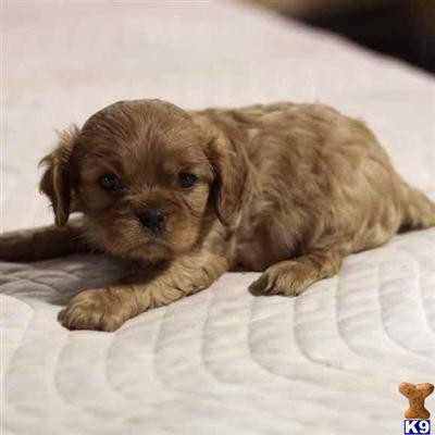 Cavalier King Charles Spaniel Puppies for Sale