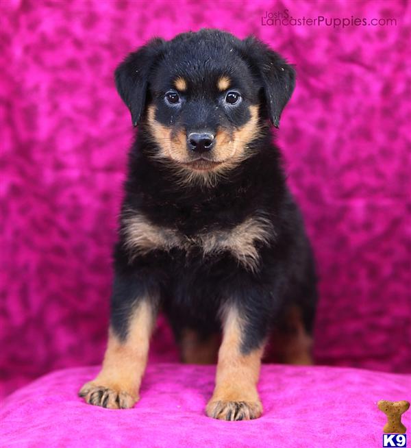 Puppies in East earl