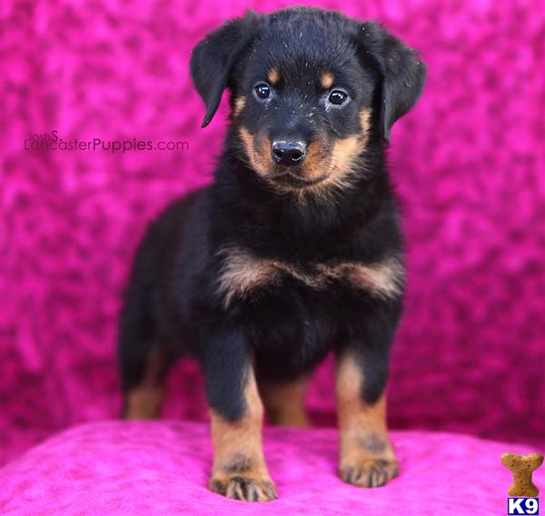 Puppies in East earl