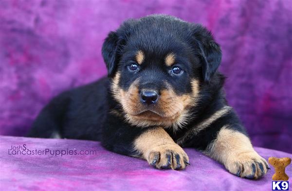 Puppies in East earl