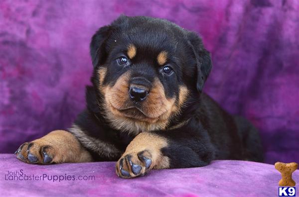 Puppies in East earl