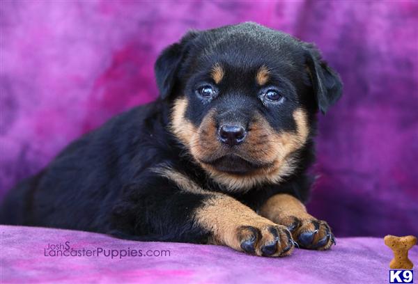 Puppies in East earl