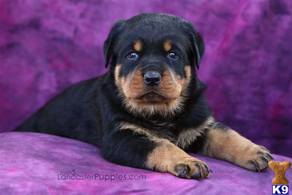 Puppies in East earl