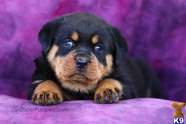 Puppies in East earl