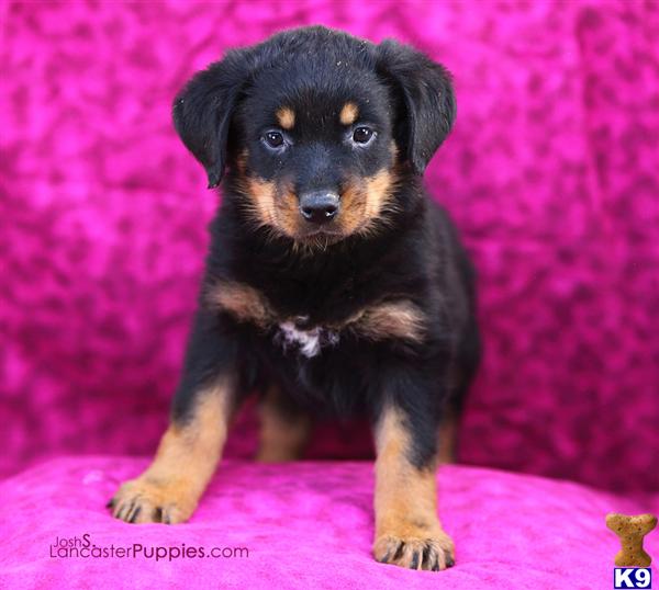 Puppies in East earl