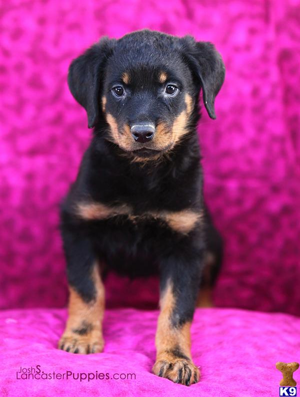Puppies in East earl