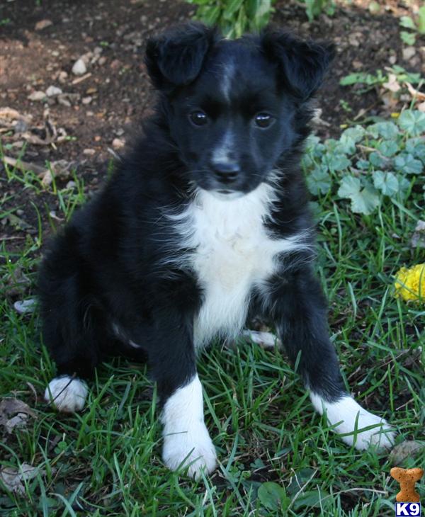 Puppies in East earl