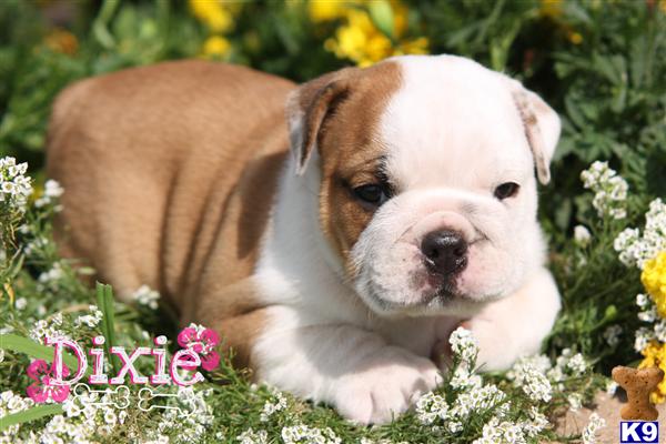 Puppies in East earl
