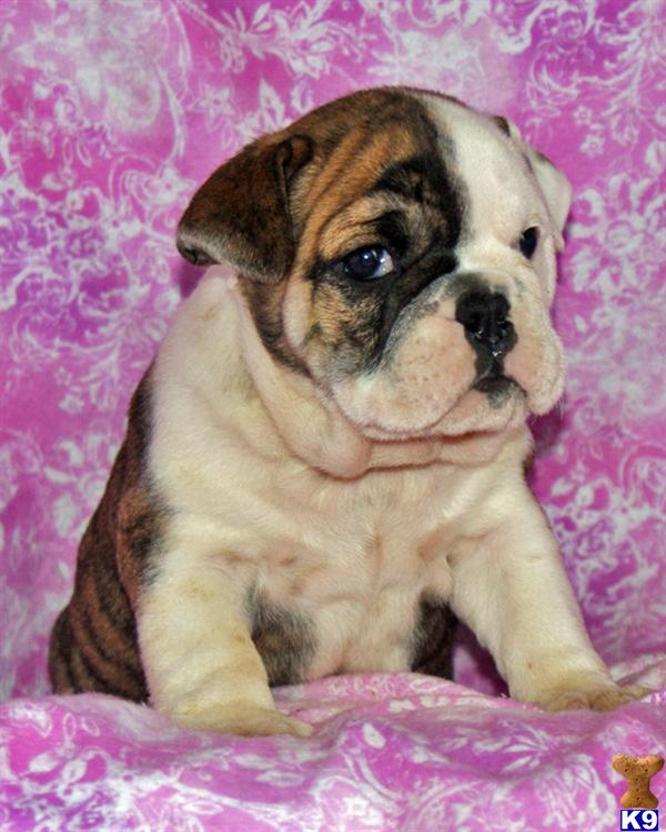 Puppies in East earl