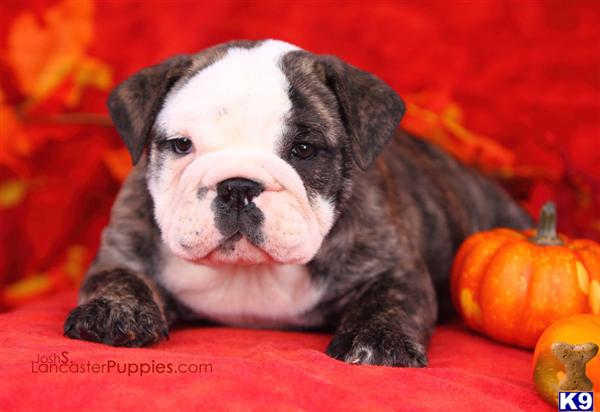 Puppies in East earl