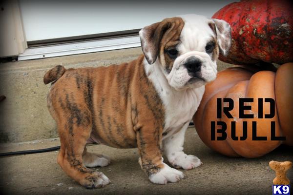 Puppies in East earl