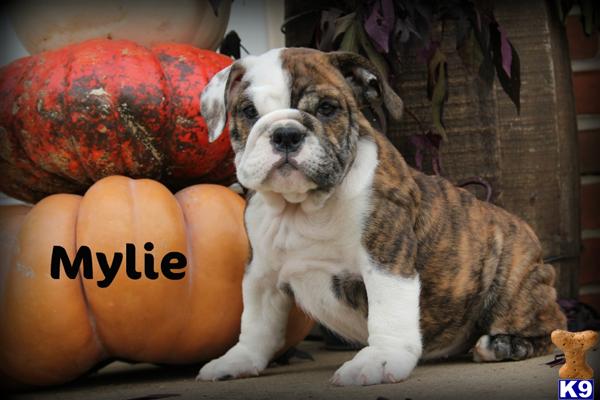 Puppies in East earl