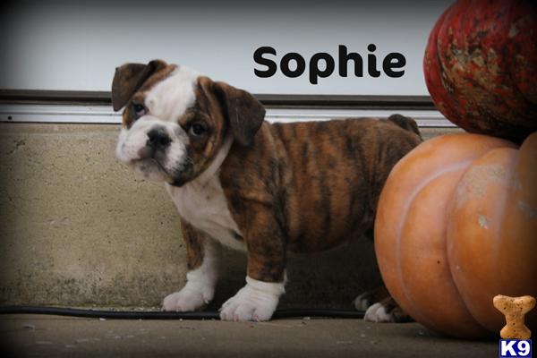 Puppies in East earl