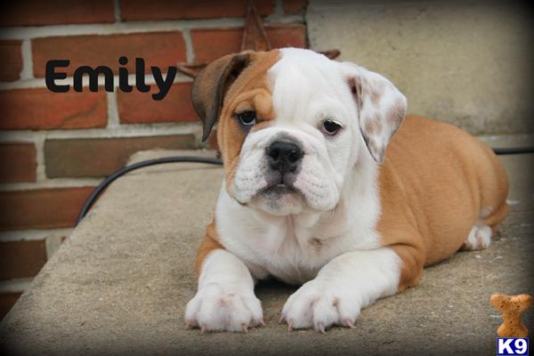 Puppies in East earl