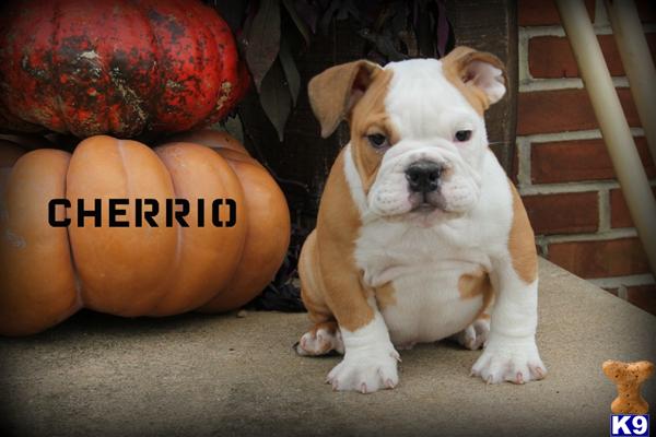 Puppies in East earl