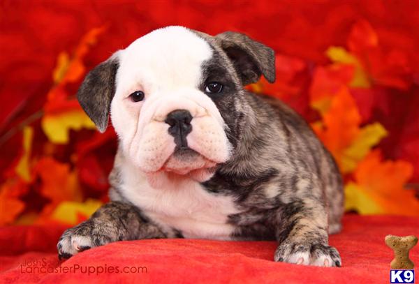 Puppies in East earl