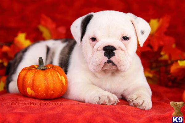 Puppies in East earl