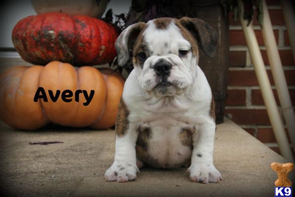 Puppies in East earl