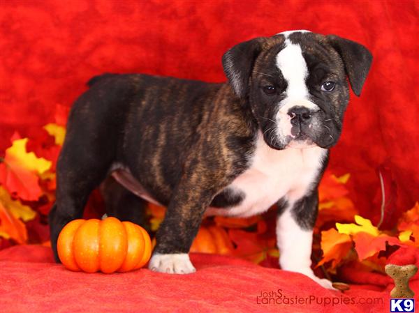 Puppies in East earl