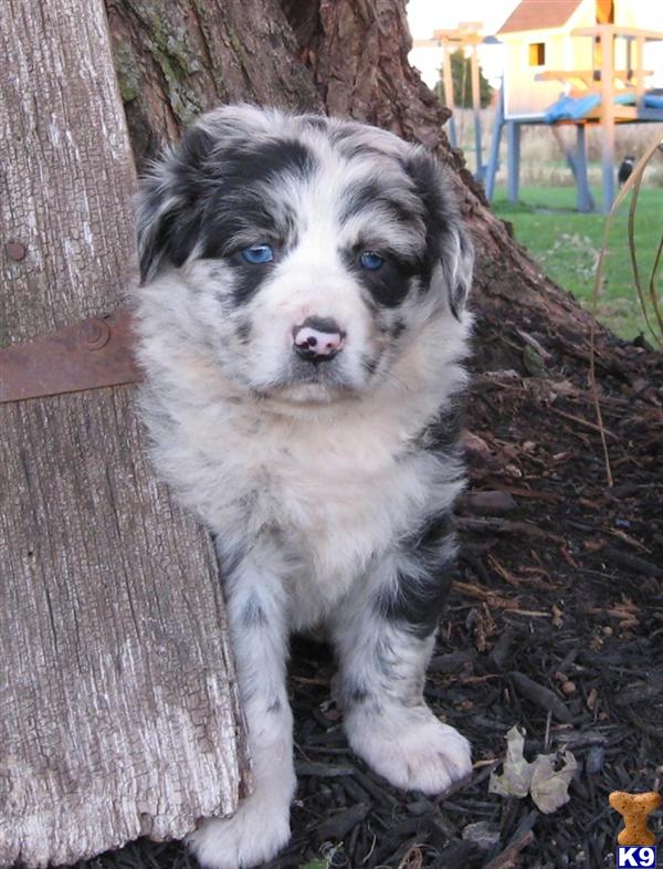 Puppies in East earl