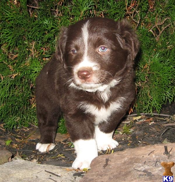 Puppies in East earl