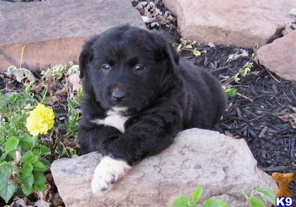 Puppies in East earl