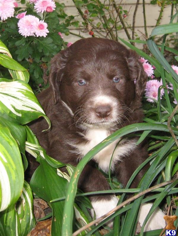 Puppies in East earl