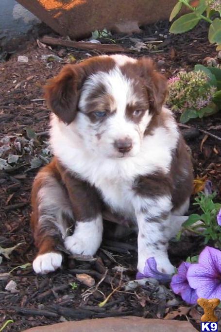 Puppies in East earl
