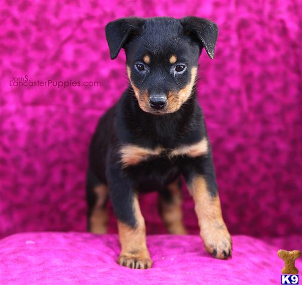 Puppies in East earl