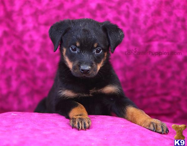 Puppies in East earl