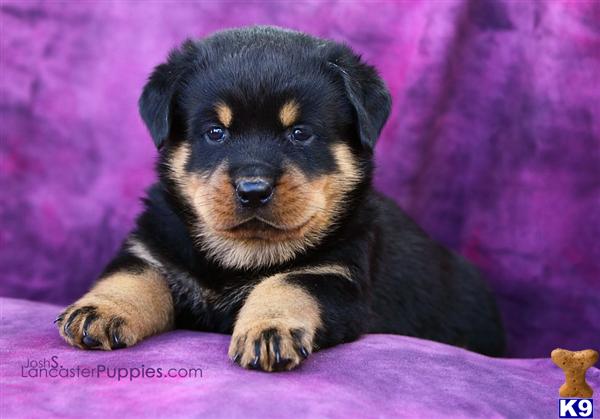 Puppies in East earl