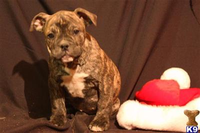 English Bulldog Puppies for Sale