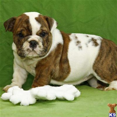 English Bulldog Puppies for Sale