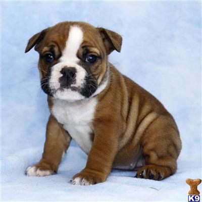 English Bulldog Puppies for Sale
