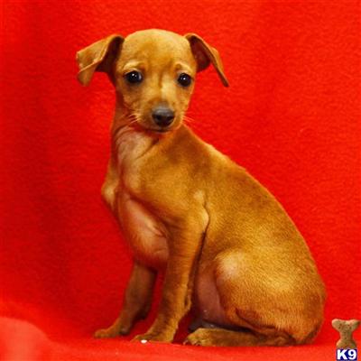 Miniature Pinscher Puppies for Sale