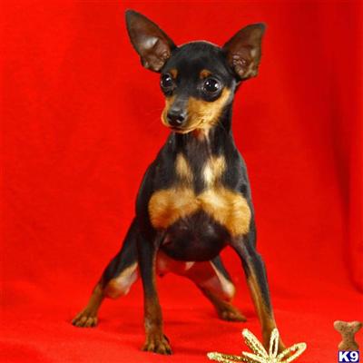 Miniature Pinscher Puppies for Sale