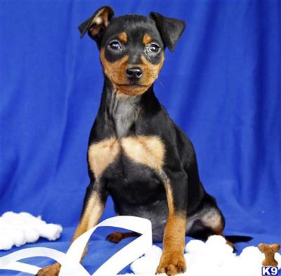 Miniature Pinscher Puppies for Sale