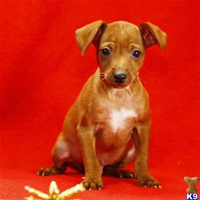 Miniature Pinscher Puppies for Sale