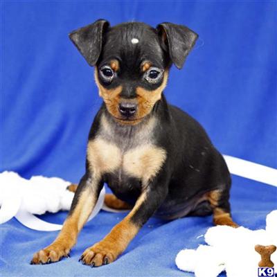 Miniature Pinscher Puppies for Sale