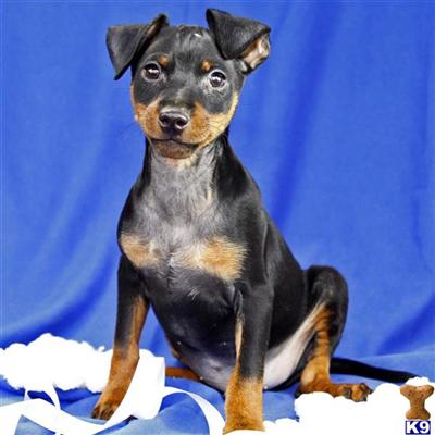 Miniature Pinscher Puppies for Sale