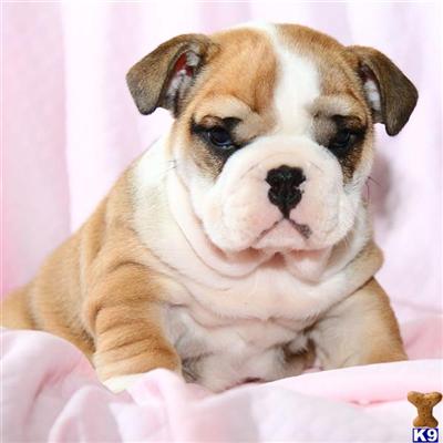 English Bulldog Puppies for Sale