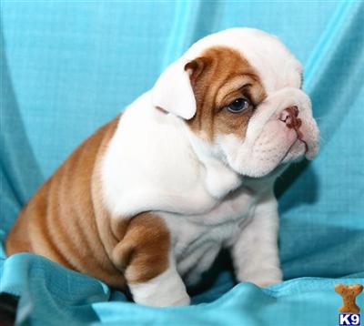 English Bulldog Puppies for Sale