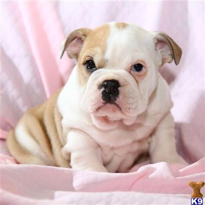 English Bulldog Puppies for Sale
