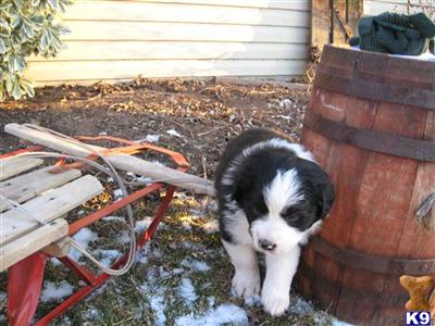 Australian Shepherd Puppies for Sale