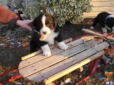 Australian Shepherd Puppies for Sale