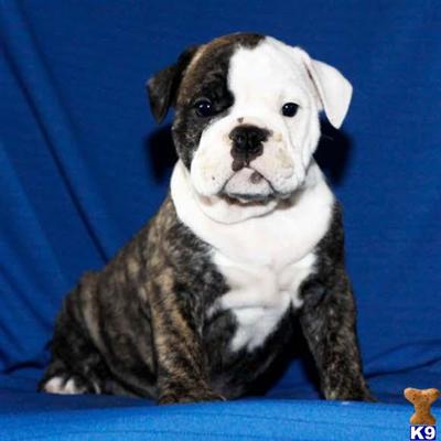 English Bulldog Puppies for Sale