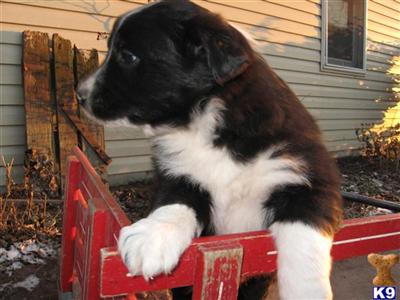 Australian Shepherd Puppies for Sale