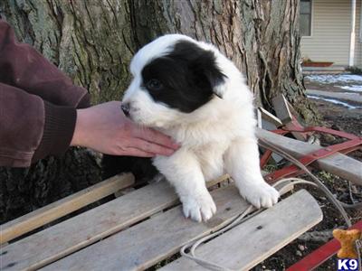 Australian Shepherd Puppies for Sale